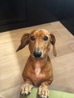 Хуторян Наринэ, изображение к комментарию.